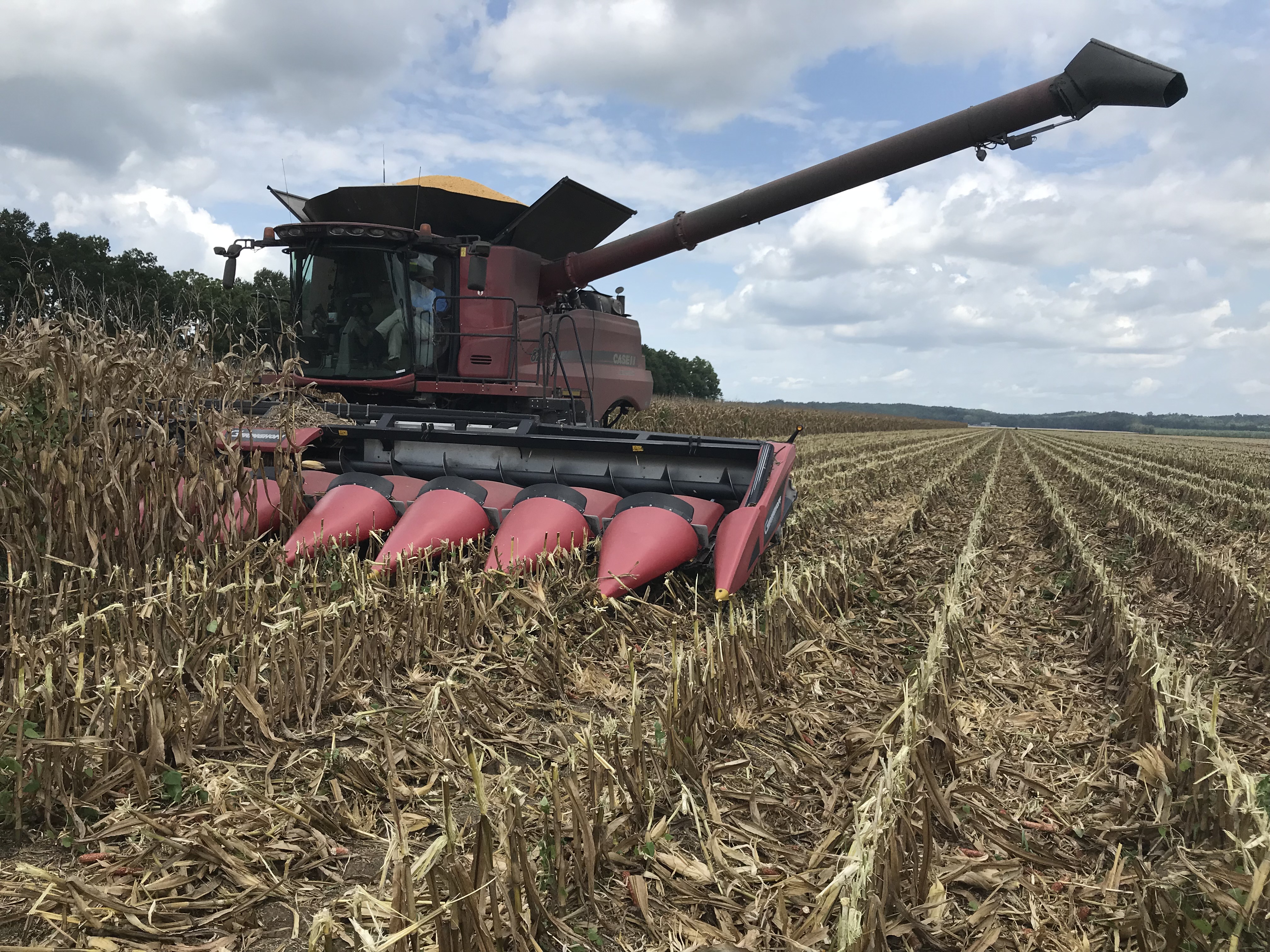offload corn.JPG thumbnail